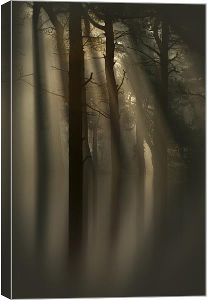 Trees and Light Canvas Print by Natures' Canvas: Wall Art  & Prints by Andy Astbury