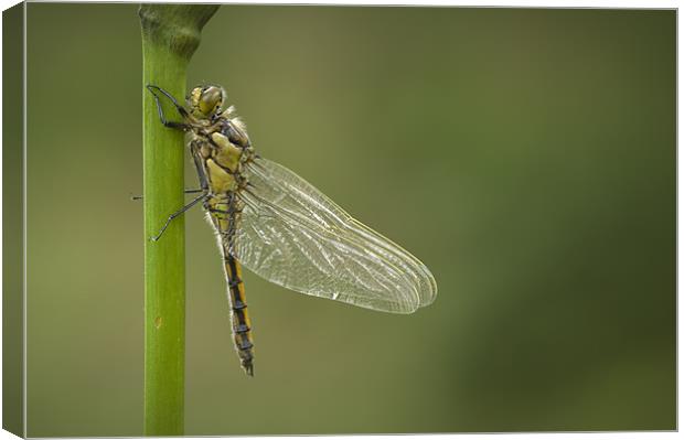 Four Spotted Chaser Canvas Print by Natures' Canvas: Wall Art  & Prints by Andy Astbury