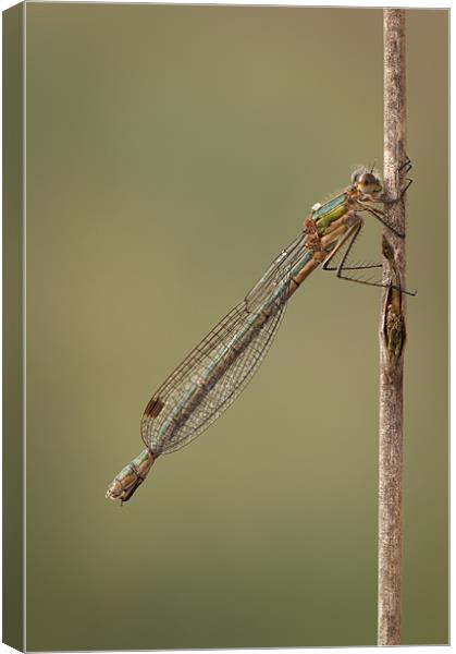 Female Emerald Damselfly Canvas Print by Natures' Canvas: Wall Art  & Prints by Andy Astbury