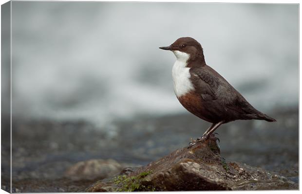 Derbyshire Dipper Canvas Print by Natures' Canvas: Wall Art  & Prints by Andy Astbury