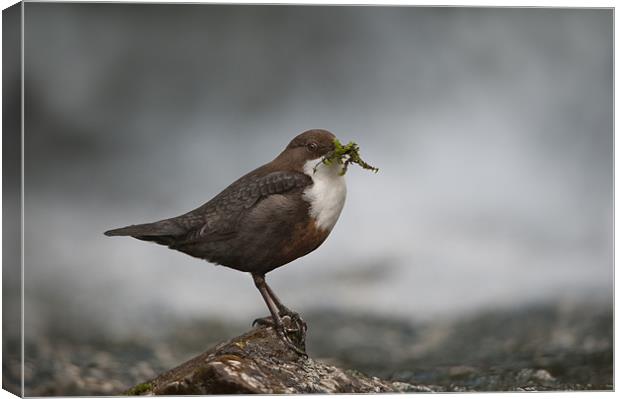 Derbyshire Dipper Canvas Print by Natures' Canvas: Wall Art  & Prints by Andy Astbury