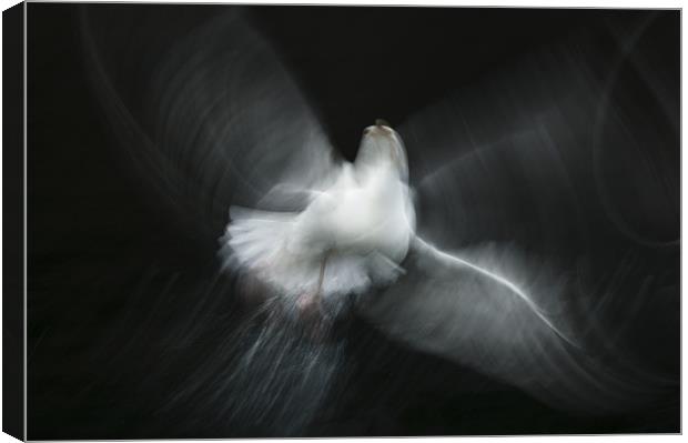 Herring Gull Abstract Canvas Print by Natures' Canvas: Wall Art  & Prints by Andy Astbury