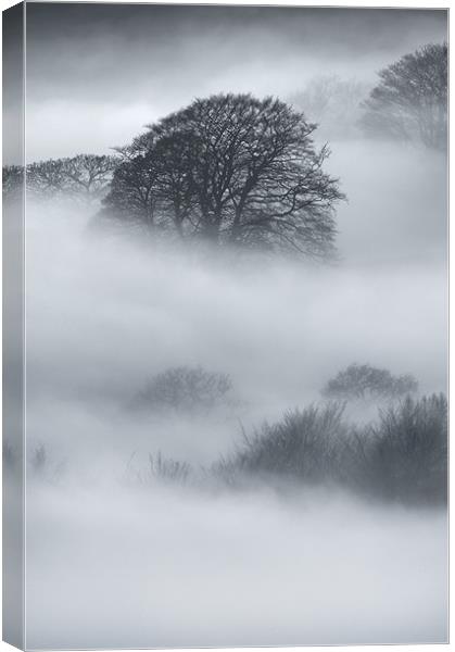 Sherriff Wood Canvas Print by Natures' Canvas: Wall Art  & Prints by Andy Astbury