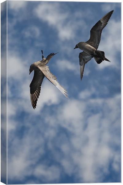 Arctic Skuas Canvas Print by Natures' Canvas: Wall Art  & Prints by Andy Astbury