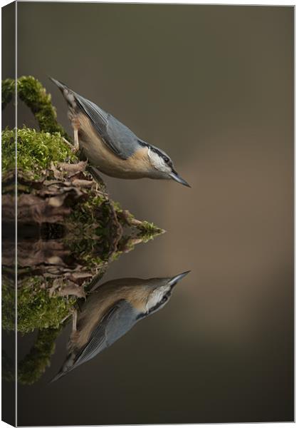 Nuthatch Reflection Canvas Print by Natures' Canvas: Wall Art  & Prints by Andy Astbury
