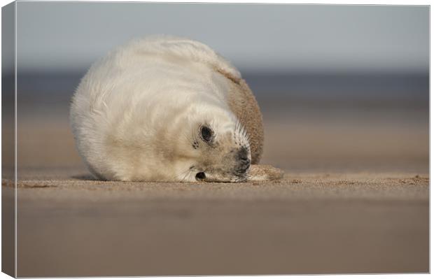 Grey Seal Pup Canvas Print by Natures' Canvas: Wall Art  & Prints by Andy Astbury