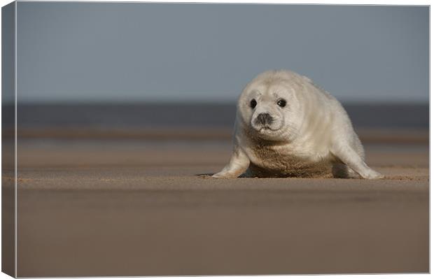Grey Seal Pup Canvas Print by Natures' Canvas: Wall Art  & Prints by Andy Astbury