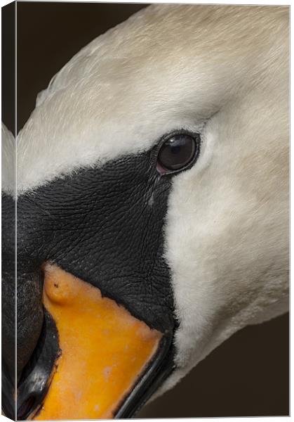 Mute Swan Close Up Canvas Print by Natures' Canvas: Wall Art  & Prints by Andy Astbury