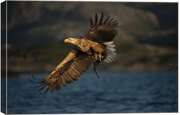 White-tailed Eagle in flight Canvas Print by Natures' Canvas: Wall Art  & Prints by Andy Astbury
