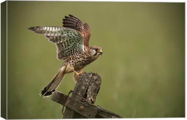 Kestrel Canvas Print by Natures' Canvas: Wall Art  & Prints by Andy Astbury