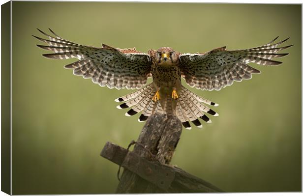 Final Approach (Springwatch red button) Canvas Print by Natures' Canvas: Wall Art  & Prints by Andy Astbury