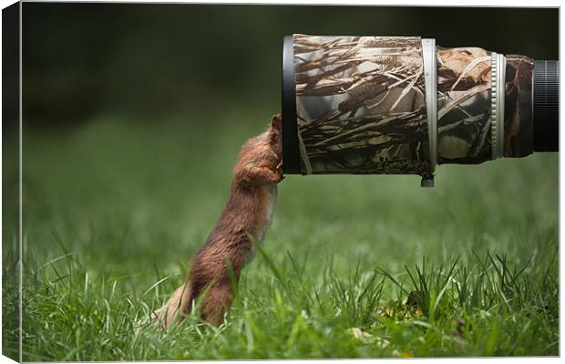 Red Squirrel inspecting a camera lens. Canvas Print by Natures' Canvas: Wall Art  & Prints by Andy Astbury