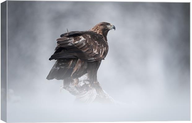 Golden Eagle Canvas Print by Natures' Canvas: Wall Art  & Prints by Andy Astbury