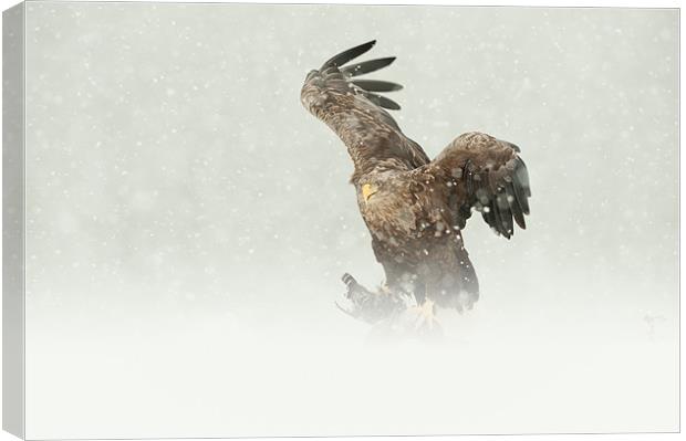 White-tailed Eagle Canvas Print by Natures' Canvas: Wall Art  & Prints by Andy Astbury