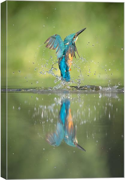 Male Kingfisher Canvas Print by Natures' Canvas: Wall Art  & Prints by Andy Astbury