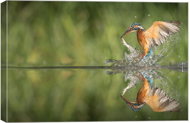 Kingfisher with catch. Canvas Print by Natures' Canvas: Wall Art  & Prints by Andy Astbury