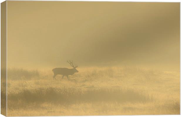 Red Stag at Sunrise Canvas Print by Natures' Canvas: Wall Art  & Prints by Andy Astbury