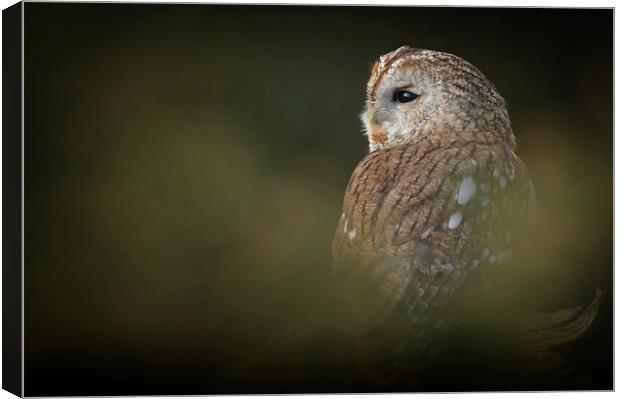 Tawny Owl Canvas Print by Natures' Canvas: Wall Art  & Prints by Andy Astbury