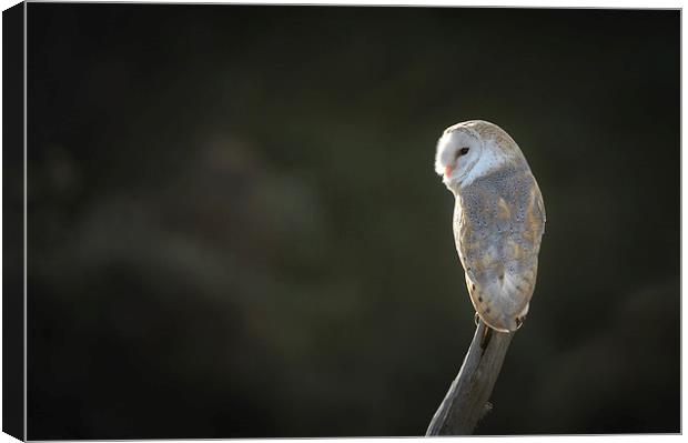 Barn Owl Canvas Print by Natures' Canvas: Wall Art  & Prints by Andy Astbury