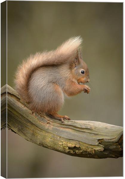 Red Squirrel Canvas Print by Natures' Canvas: Wall Art  & Prints by Andy Astbury