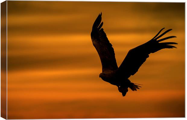 Eagle Silhouette Canvas Print by Natures' Canvas: Wall Art  & Prints by Andy Astbury