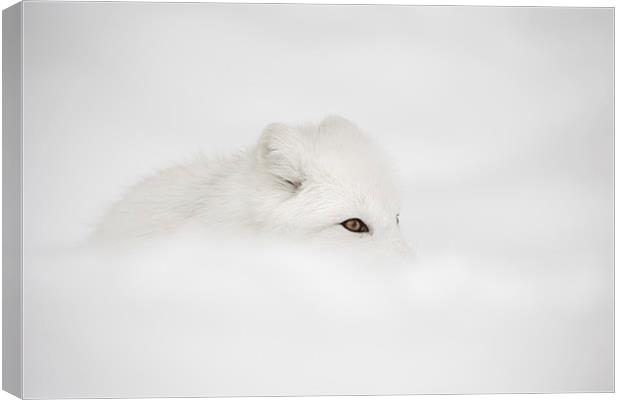 Arctic Fox Canvas Print by Natures' Canvas: Wall Art  & Prints by Andy Astbury