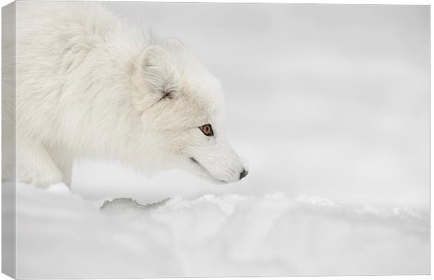 Arctic Fox Canvas Print by Natures' Canvas: Wall Art  & Prints by Andy Astbury