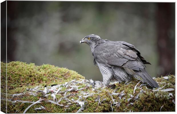 Male Goshawk Canvas Print by Natures' Canvas: Wall Art  & Prints by Andy Astbury
