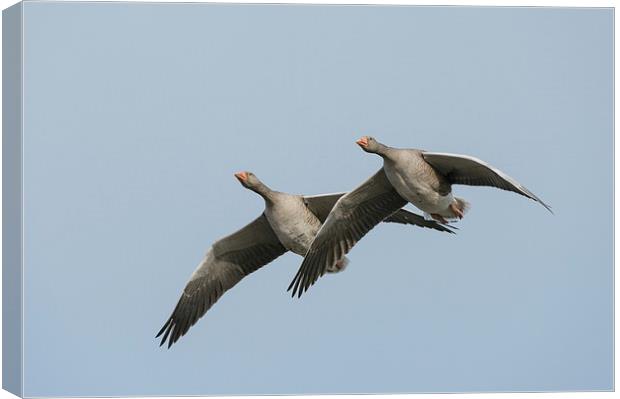 Greylag Geese in Flight. Canvas Print by Natures' Canvas: Wall Art  & Prints by Andy Astbury