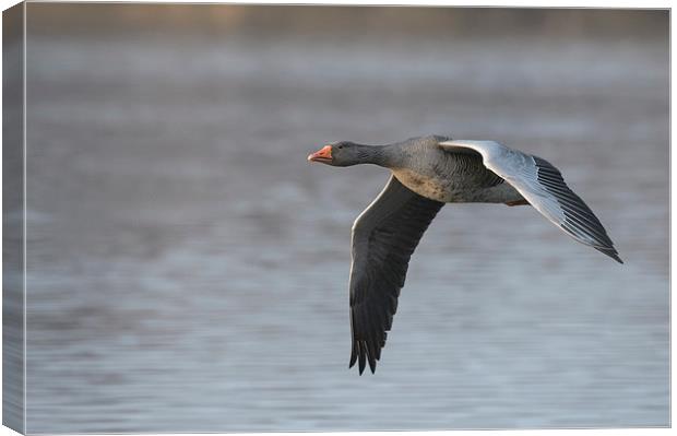 Greylag Goose in Flight. Canvas Print by Natures' Canvas: Wall Art  & Prints by Andy Astbury