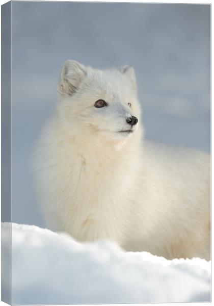 Arctic Fox in Winter Canvas Print by Natures' Canvas: Wall Art  & Prints by Andy Astbury