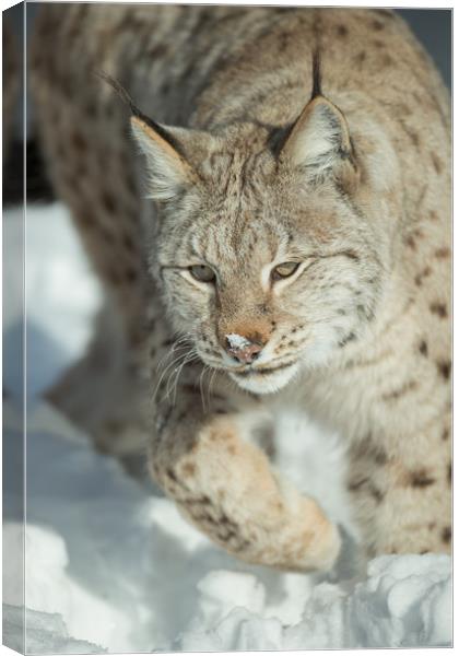 A Eurasian Lynx in Snow Canvas Print by Natures' Canvas: Wall Art  & Prints by Andy Astbury