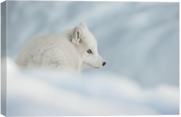 An Arctic Fox in Snow. Canvas Print by Natures' Canvas: Wall Art  & Prints by Andy Astbury