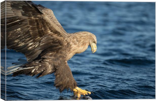 White-tailed Eagle Hunting Canvas Print by Natures' Canvas: Wall Art  & Prints by Andy Astbury