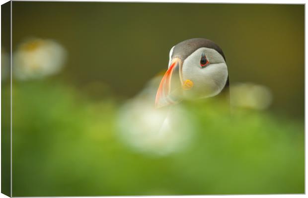 Atlantic Puffin Canvas Print by Natures' Canvas: Wall Art  & Prints by Andy Astbury