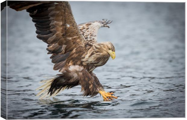 Male White-tailed Eagle Canvas Print by Natures' Canvas: Wall Art  & Prints by Andy Astbury