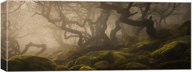 Ancient Woodland in the Peak District Canvas Print by Natures' Canvas: Wall Art  & Prints by Andy Astbury