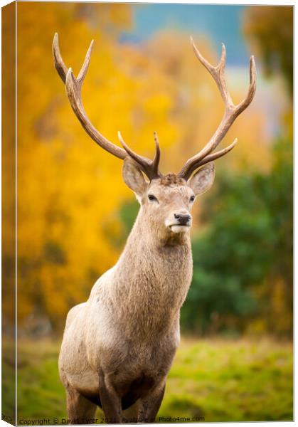Stag in the Scottish Highlands Canvas Print by David Tyrer