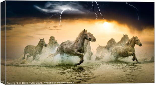 Galloping Camargue Horses Amidst Storm Canvas Print by David Tyrer