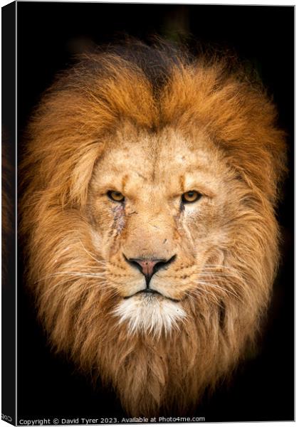 Majestic Lion portrait Canvas Print by David Tyrer