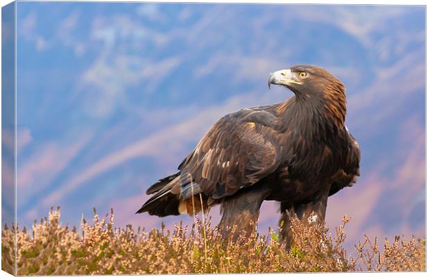 Golden Eagle (Aquila chrysaetos) Canvas Print by David Tyrer