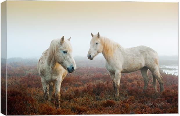 Camargue Horses Canvas Print by David Tyrer