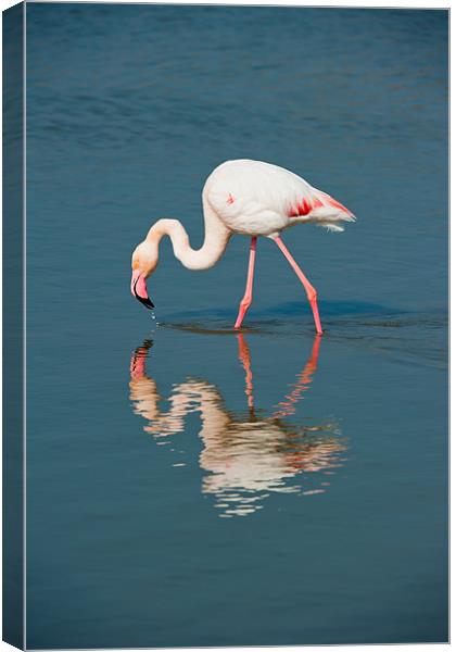Pink Flamingo Canvas Print by David Tyrer