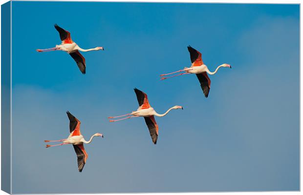 Flamingos in Formation. Canvas Print by David Tyrer