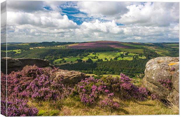 Enthralling Heather Blooms, Peak District Canvas Print by David Tyrer