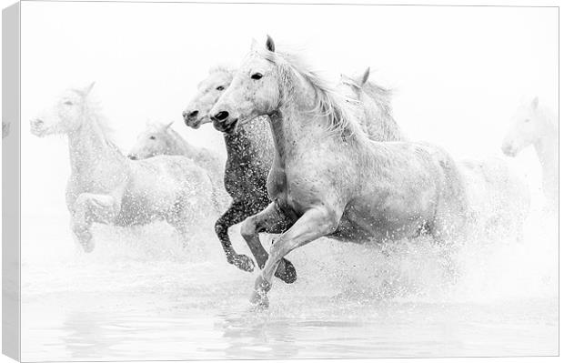 Galloping Grace: Camargue Horses Unleashed Canvas Print by David Tyrer