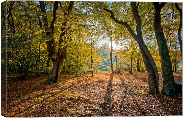 Dawn in Epping Forest Canvas Print by David Tyrer