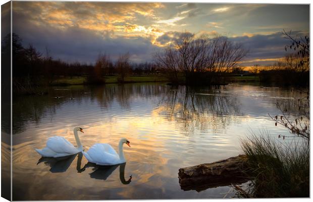 'Sunset Serenade: Swans on Lake' Canvas Print by David Tyrer