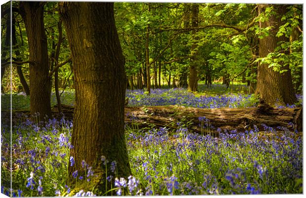 Enchanted Bluebell Woodland Spring Canvas Print by David Tyrer