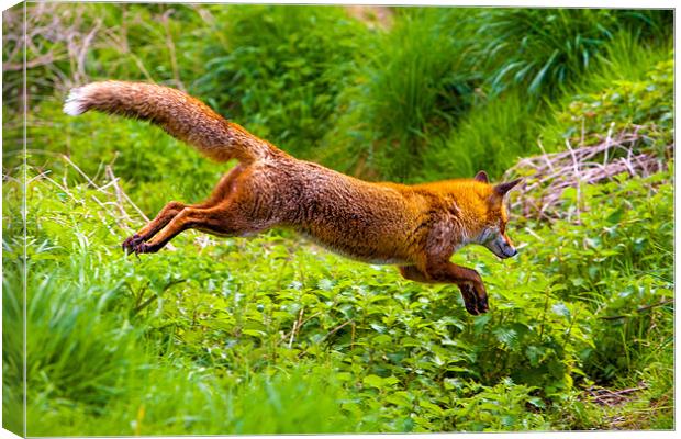 Agile Red Fox Leap Canvas Print by David Tyrer